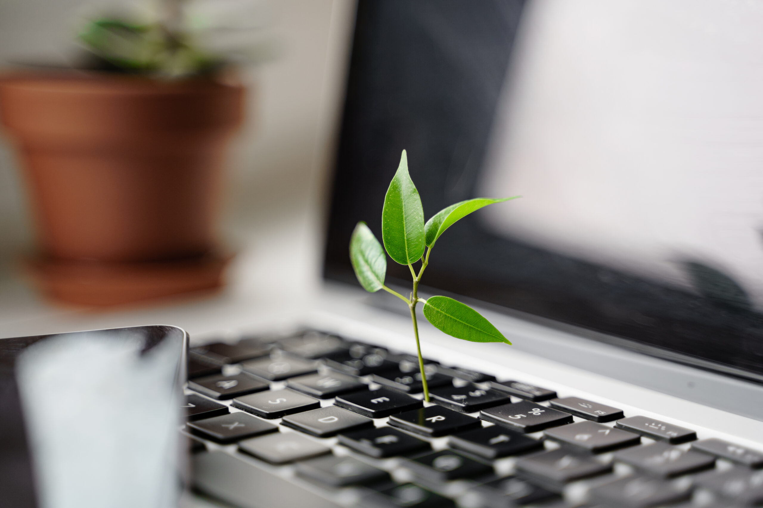 Laptop keyboard with plant growing on it